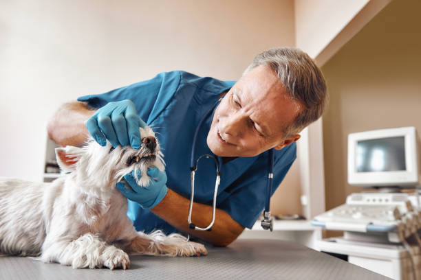 Best Holiday Emergency Dentist in Leland, NC